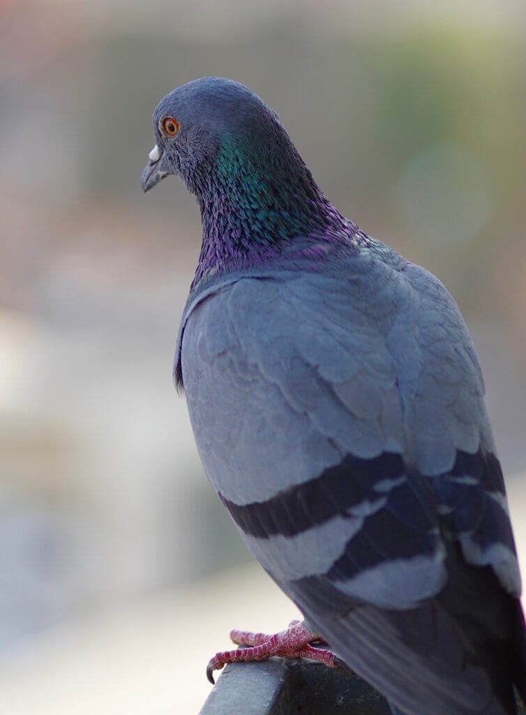 Birds & Geese - VA Wildlife Removal