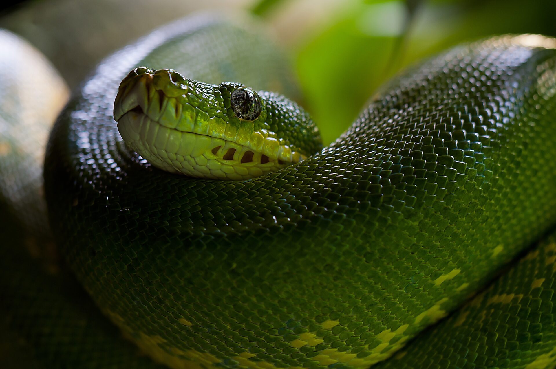 animal-zoo-green-snake-60512