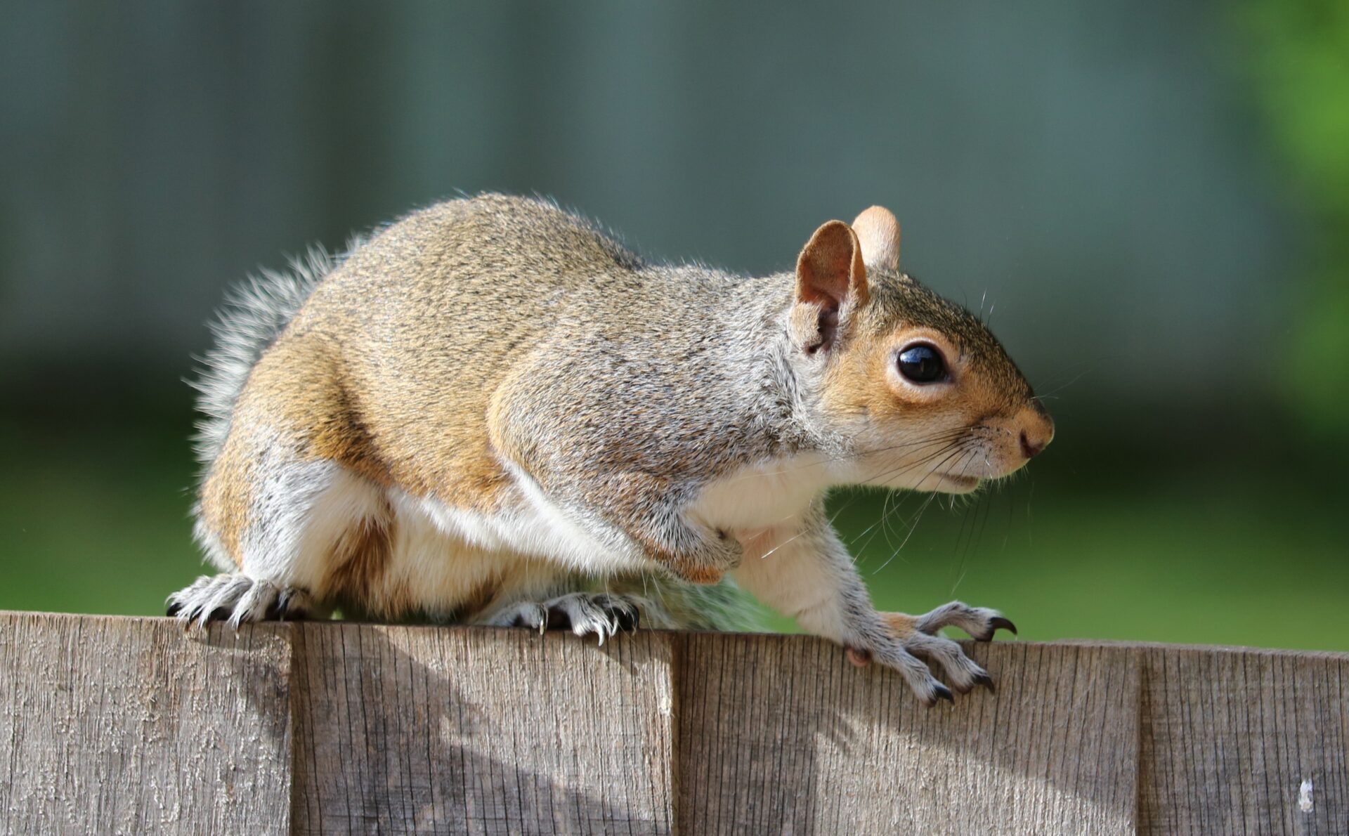 brown-squirrel