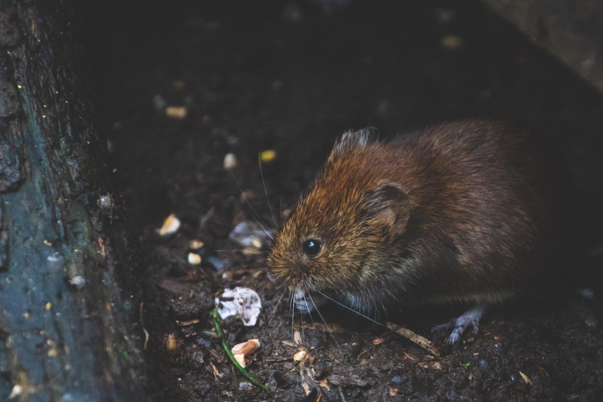 closeup-photo-of-tan-rat-1010267 A brown rat is eating something in the dirt.
