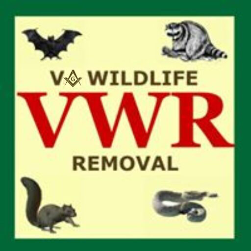 https://vawildliferemoval.com/wp-content/uploads/2025/04/cropped-cropped-scontent-lax3-1.xx_.fbcdn_.net-505201759243785.jpg