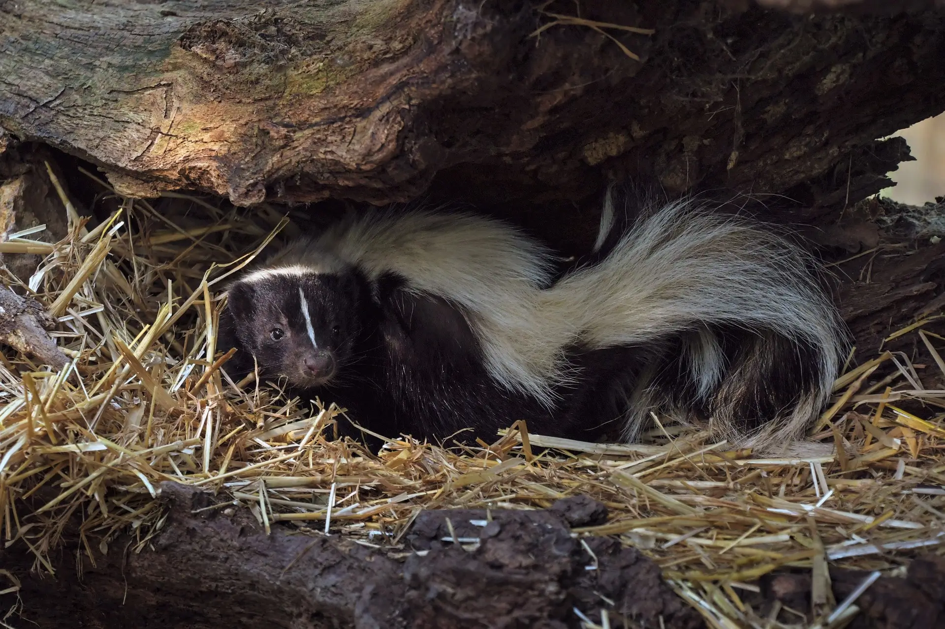 A skunk laying in the hay near some trees.