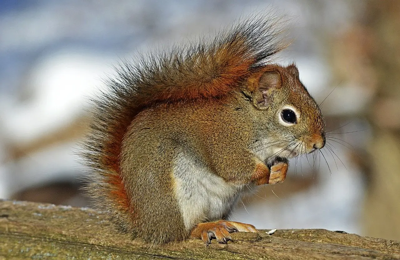 A squirrel is sitting on the ground and eating.
